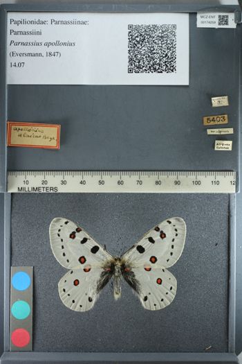 Media type: image;   Entomology 174259